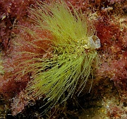 Antennella secundaria hydraire-Belle ile Basse Palais-7m-20160630-Denis-ADER-DSC_8277_tn